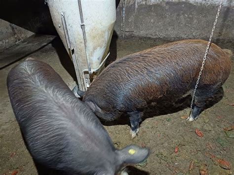 Anunturi Animale de ferma de vanzare Urlati Prahova